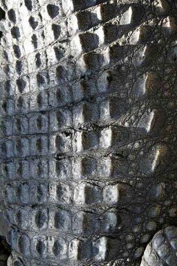 crocodile-skin_cc-9878-1